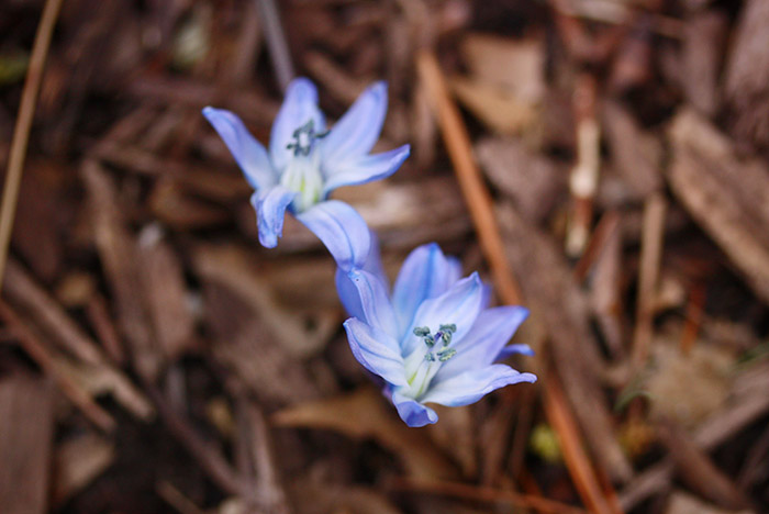 spring-flowers-mystery-flower