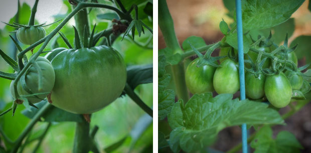 todo-list-tomatoes